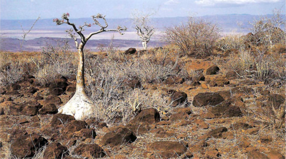 تاثیرات منفی تغییرات آبوهوایی بر کشورهای فقیر جهان تاثیرات منفی تغییرات آبوهوایی بر کشورهای فقیر جهان