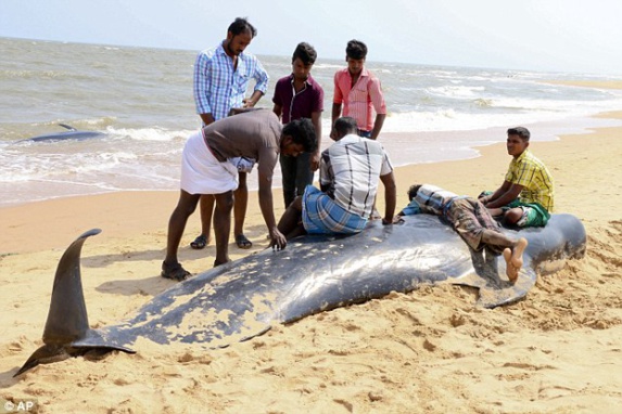 نهنگ های خلبان در ساحل هند به گل نشستند