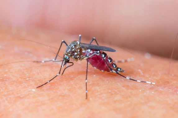 پنج چیز که باید از ویروس “زیکا” بدانید