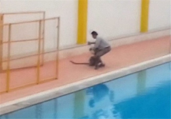 حضور سرزده یک پلنگ در مدرسهای در هند حضور سرزده یک پلنگ در مدرسهای در هند