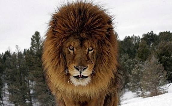 60 ثانیه برای سلطان جنگل کافی است 60 ثانیه برای سلطان جنگل کافی است