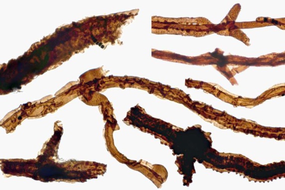 کشف فسیل یکی از اولین ارگانیسم های ساکن خشکی