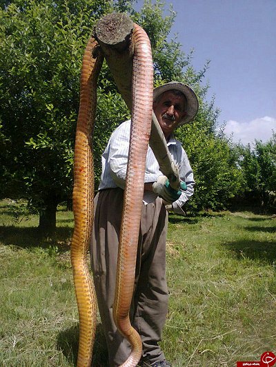 عکس؛ مار غول پیکر در باغهای اشنویه عکس؛ مار غول پیکر در باغهای اشنویه