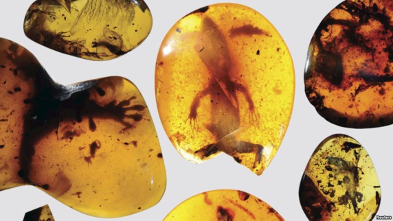 هیجان دانشمندان با دیدن آفتابپرست ۹۹ میلیون ساله هیجان دانشمندان با دیدن آفتابپرست ۹۹ میلیون ساله