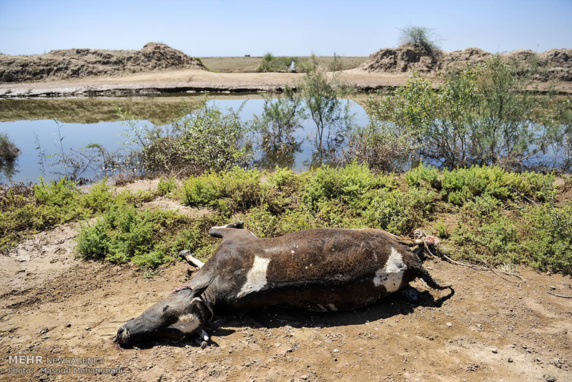 شهرستان شوش درمحاصره چندین روزه سیل/ گزارش تصویری شهرستان شوش درمحاصره چندین روزه سیل/ گزارش تصویری