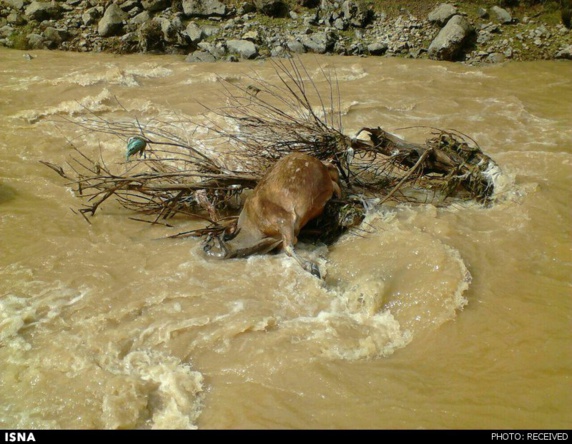 ۳۵ گوزن ایرانی بر اثر سیل متعمد خوزستان (عربستان) مفقود شدند ۳۵ گوزن ایرانی بر اثر سیل متعمد خوزستان (عربستان) مفقود شدند