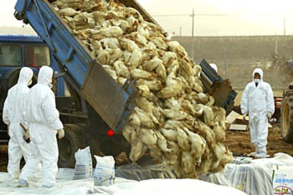 افزایش شیوع آنفولانزای پرندگان در ایران افزایش شیوع آنفولانزای پرندگان در ایران