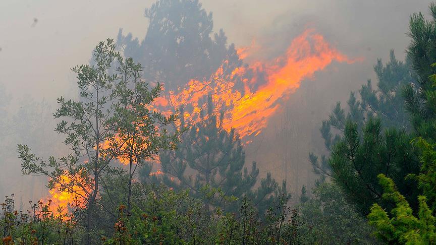 چهل هکتار از جنگل‌های احواز در آتش سوخت