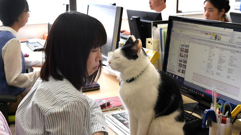 شرکت ژاپن فری: حضور گربه های خانگی در محل کار موجب کاهش استرس کارمندان می شود