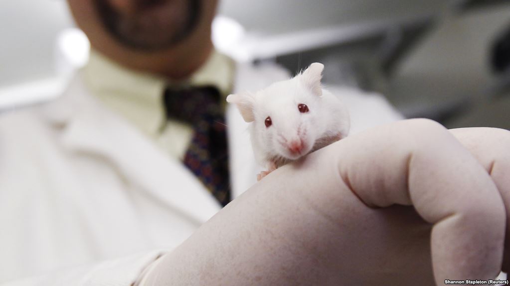 پژوهش امیدبخش برای مبارزه با همه سرطان‌ها: تزریق آزمایشی روی موشها جواب مثبت داد