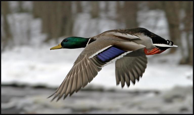 تالاب بین المللی شادگان (فلاحیه) و فرصتی دیگر تالاب بین المللی شادگان (فلاحیه) و فرصتی دیگر