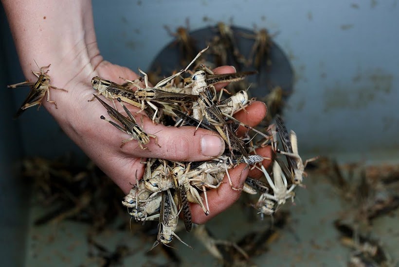 ملخ ها یکی از منابع پروتئینی با ارزش غذایی بالا  برای بشر هستند ملخ ها یکی از منابع پروتئینی با ارزش غذایی بالا  برای بشر هستند