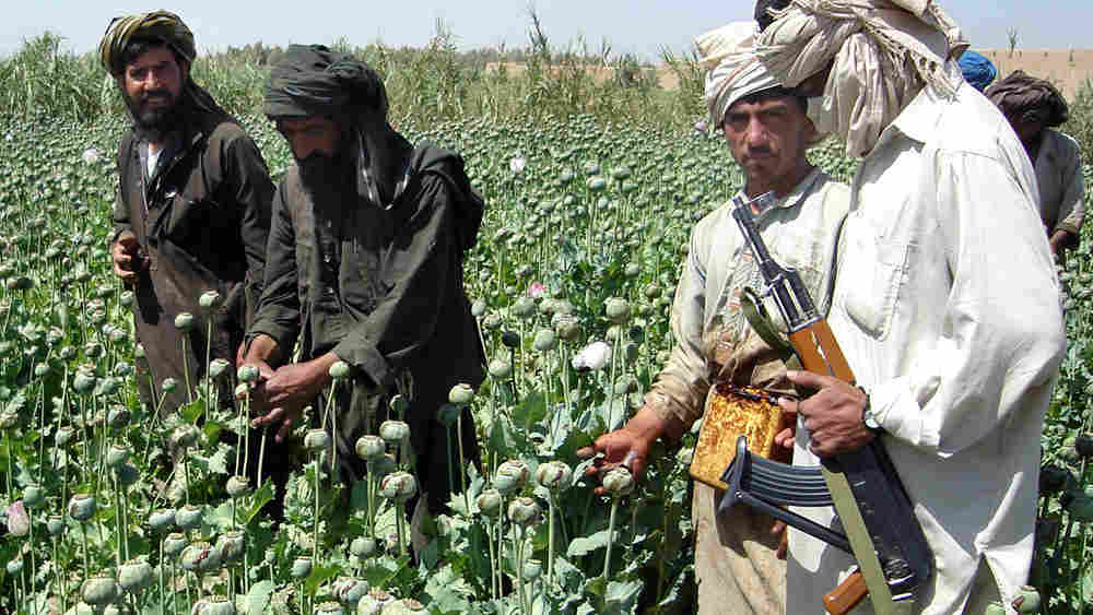 سود طالبان از کاشت خشخاش و شاه‌دانه در افغانستان
