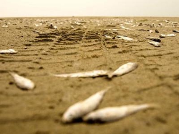نشت مواد سمی از معدن اورانیوم گچین بندرعباس وبحران زیست محیطی در ساحل کیش