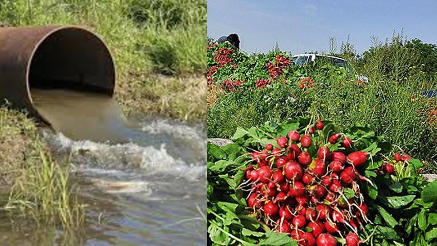 داستان آبیاری مزارع با آب فاضلاب در ایران همچنان ادامه دارد