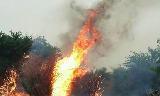  هزاران درخت در منطقه حفاظت‌شده مشداخ در آتش سوخت