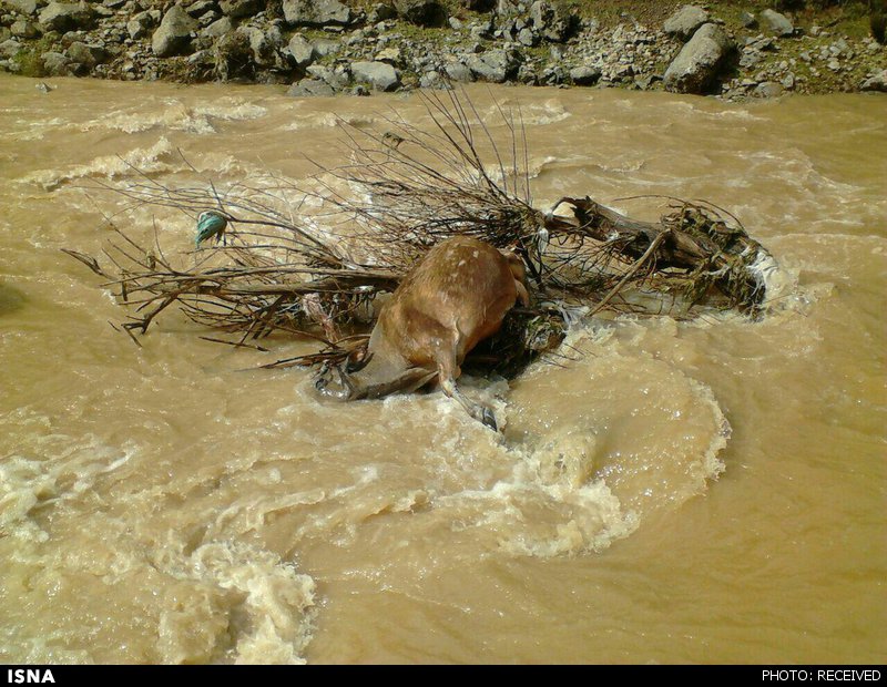 ۳۵ گوزن ایرانی بر اثر سیل متعمد خوزستان (عربستان) مفقود شدند ۳۵ گوزن ایرانی بر اثر سیل متعمد خوزستان (عربستان) مفقود شدند