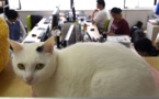 شرکت ژاپن فری: حضور گربه های خانگی در محل کار موجب کاهش استرس کارمندان می شود