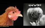 مرغداران ایرانی؛ تریاک آب می کنند و به خورد مرغ ها میدهند