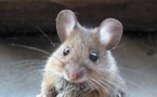 «داروی جوانی» روند پیری موش ها را معکوس کرد