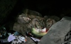 پیدایش موش های پنج کیلویی وبه سایز گربه در تهران