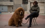 تعطیلی یک باغ وحش در چین به دلیل نمایش سگ به جای شیر