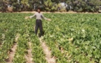 کشاورزان اندیمشکی نیز برای نجات مزارع خود به فاضلاب پناه بردند
