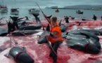 داعشیان دریایی که خود را چوپان دریا می خوانند و رسم سالیانه کشتار وال ها در گرینلند در شمال آتلانتیک +فیلم