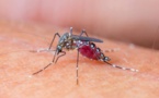 پنج چیز که باید از ویروس “زیکا” بدانید